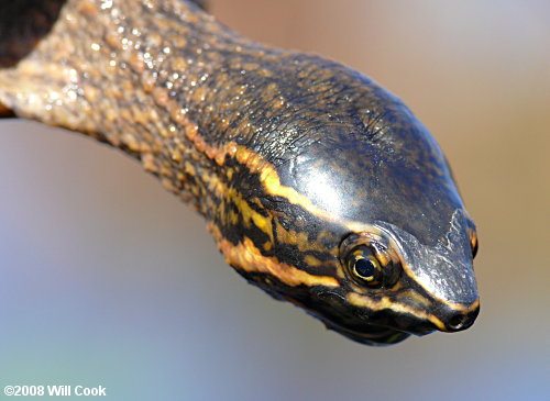 Striped Mud Turtle (Kinosternon baurii)