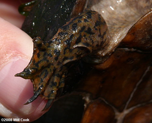 Striped Mud Turtle (Kinosternon baurii)