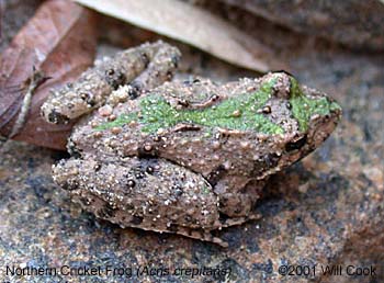 Northern Cricket Frog (Acris crepitans)