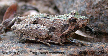 Northern Cricket Frog (Acris crepitans)