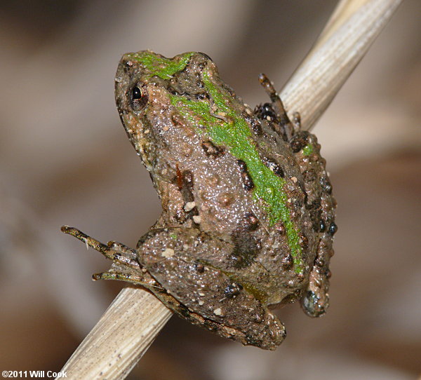 Northern Cricket Frog (Acris crepitans)