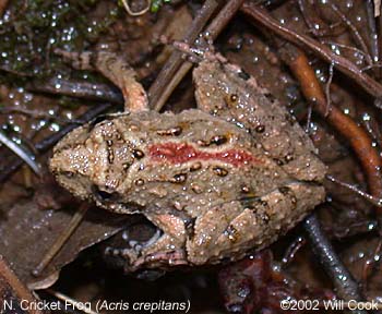 Northern Cricket Frog (Acris crepitans)