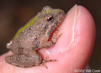 Northern Cricket Frog (Acris crepitans)