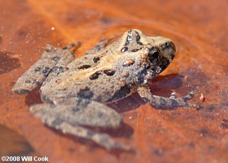 Northern Cricket Frog (Acris crepitans)