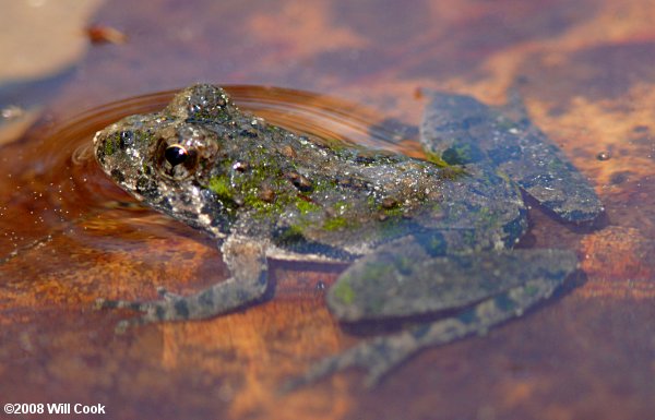 Northern Cricket Frog (Acris crepitans)