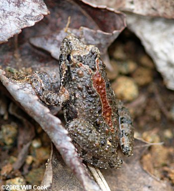 Northern Cricket Frog (Acris crepitans)