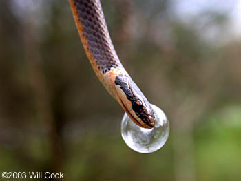 Northern Ring-neck Snake (Diadophis punctatus edwardsii)