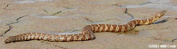 Northern Watersnake (Nerodia sipedon)