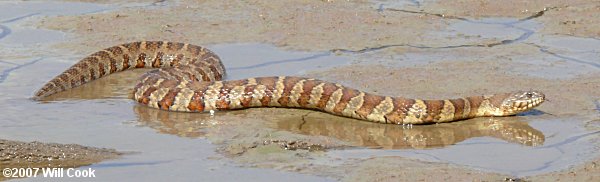 Northern Watersnake (Nerodia sipedon)