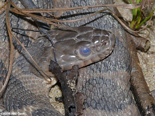 Northern Watersnake (Nerodia sipedon)