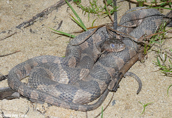 Northern Watersnake (Nerodia sipedon)