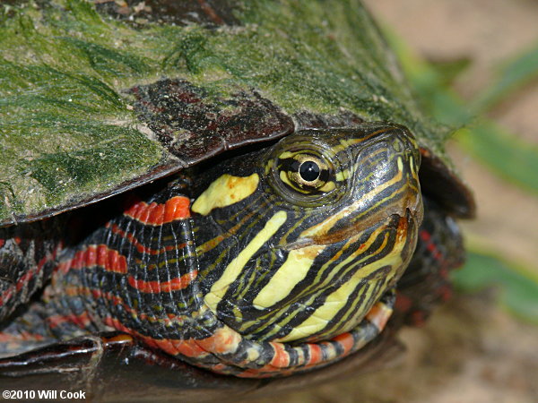 Painted Turtle (Chrysemys picta)