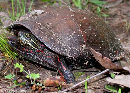 Painted Turtle (Chrysemys picta)