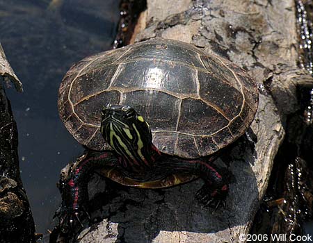 Painted Turtle (Chrysemys picta)