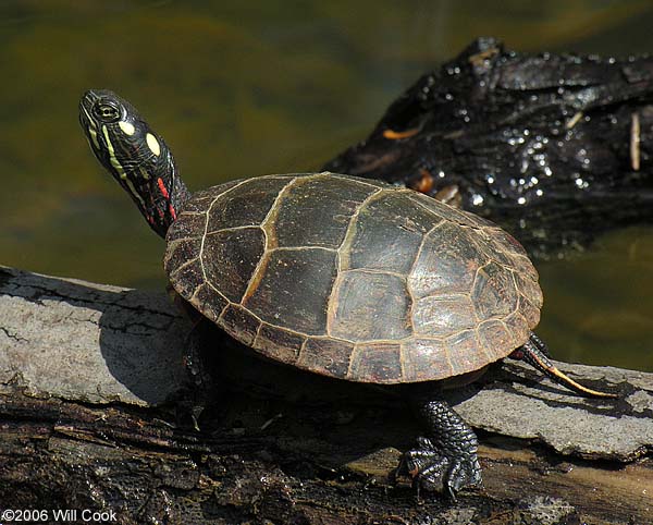 Painted Turtle (Chrysemys picta)