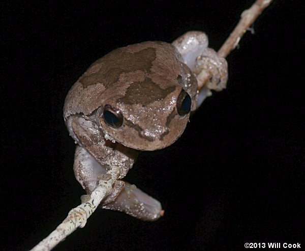 Pine Woods Treefrog (Hyla femoralis)