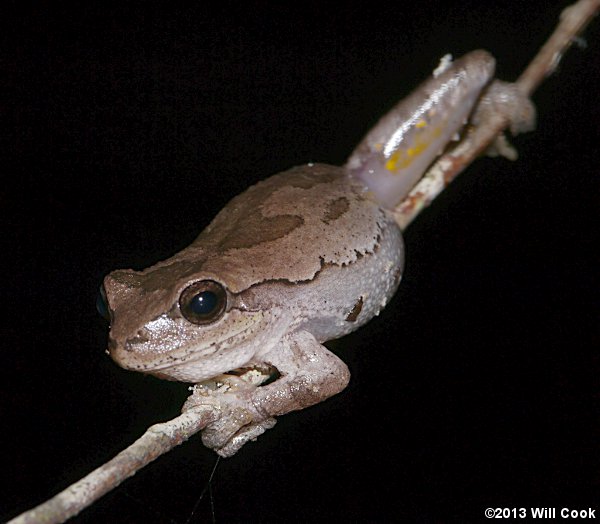 Pine Woods Treefrog (Hyla femoralis)