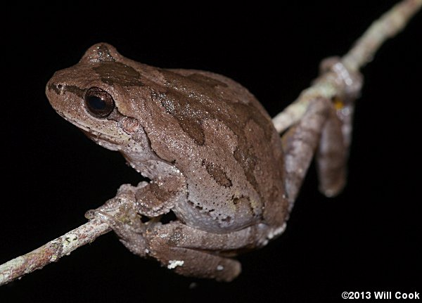 Pine Woods Treefrog (Hyla femoralis)