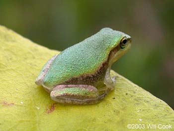 Pine Woods Treefrog (Hyla femoralis)