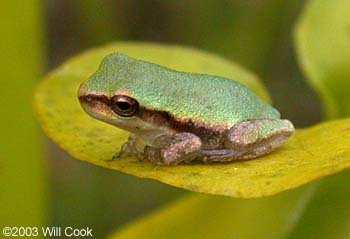 Pine Woods Treefrog (Hyla femoralis)