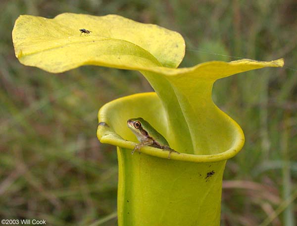 Pine Woods Treefrog (Hyla femoralis)