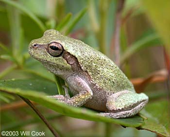 Pine Woods Treefrog (Hyla femoralis)