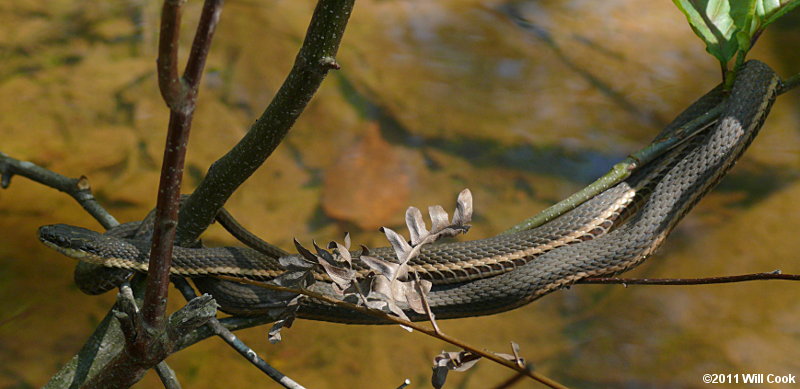 Queen Snake (Regina septemvittata)