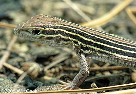 Six-lined Racerunner (Cnemidophorus sexlineatus)