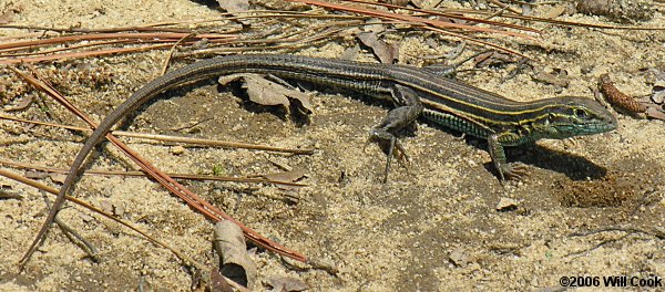 Six-lined Racerunner (Cnemidophorus sexlineatus)