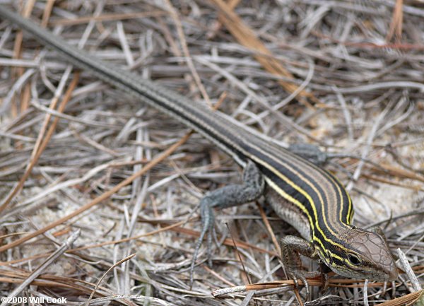 Six-lined Racerunner (Cnemidophorus sexlineatus)