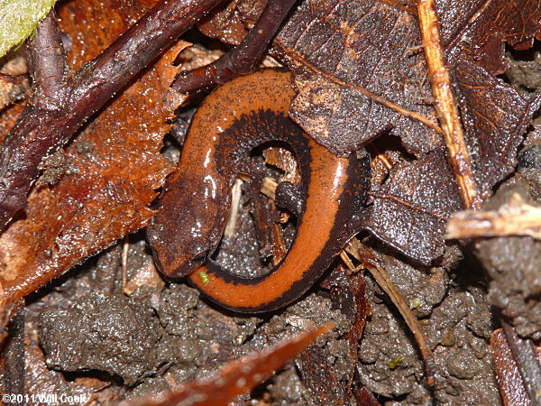 Red-backed Salamander (Plethodon cinereus)