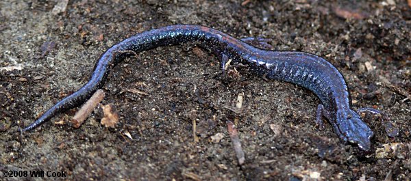 Red-backed Salamander (Plethodon cinereus)