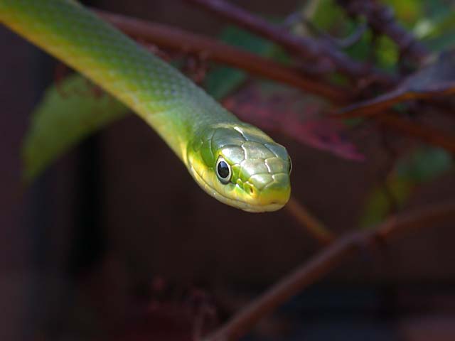 Rough Green Snake (Opheodrys aestivus)