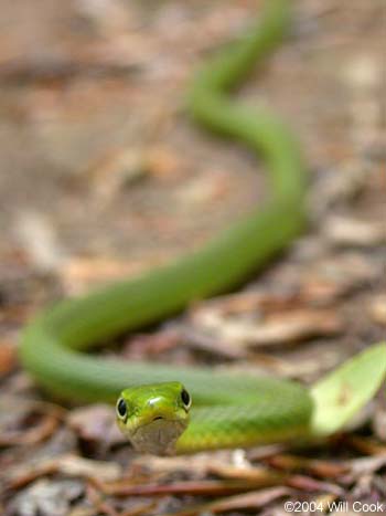 Rough Green Snake (Opheodrys aestivus)