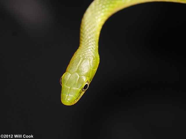 Rough Green Snake (Opheodrys aestivus)