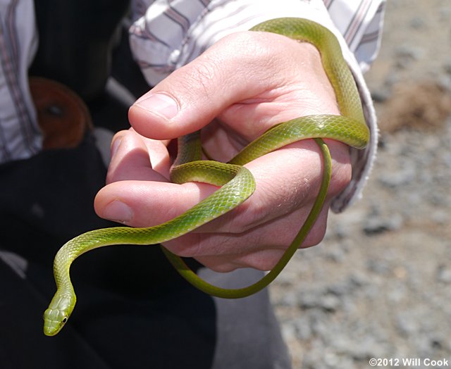 Rough Green Snake (Opheodrys aestivus)