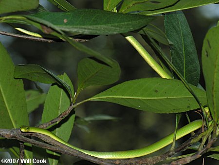 Rough Green Snake (Opheodrys aestivus)