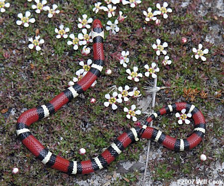 Scarlet Kingsnake (Lampropeltis triangulum elapsoides)