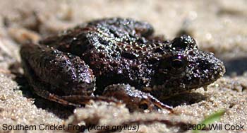 Southern Cricket Frog (Acris gryllus)