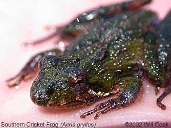 Southern Cricket Frog (Acris gryllus)