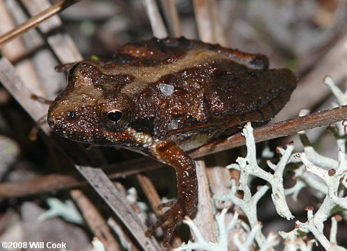 Southern Cricket Frog (Acris gryllus)