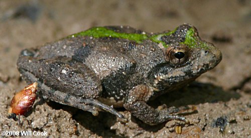 Southern Cricket Frog (Acris gryllus)