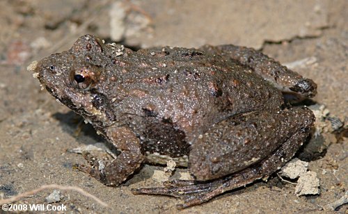 Southern Cricket Frog (Acris gryllus)