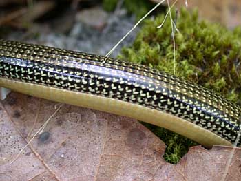 Eastern Glass Lizard (Ophisaurus ventralis)