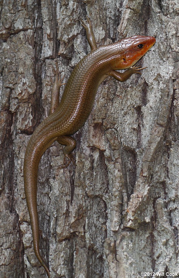 Broadhead Skink (Eumeces laticeps)