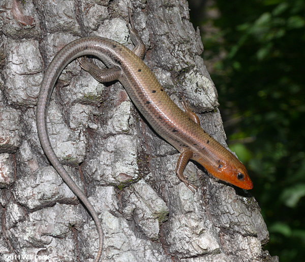 Broadhead Skink (Eumeces laticeps)