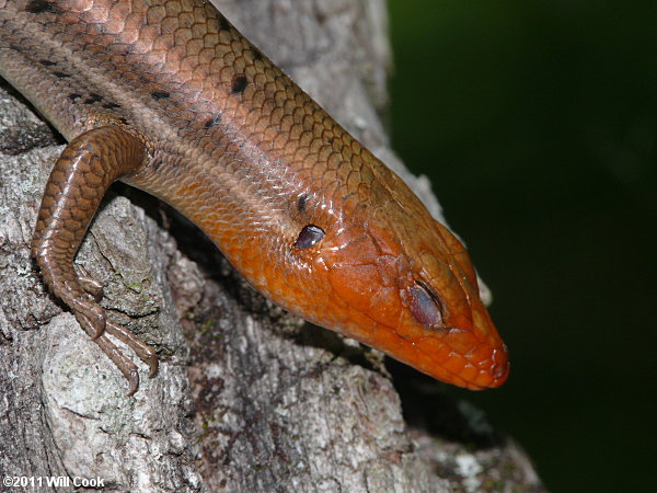 Broadhead Skink (Eumeces laticeps)