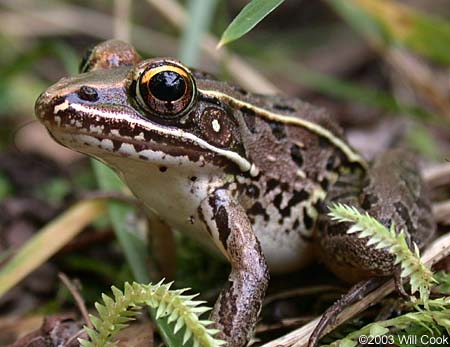 Southern Leopard Frog (Rana sphenocephala)