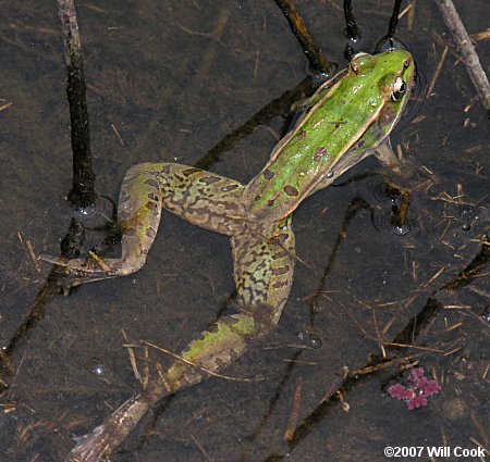 Southern Leopard Frog (Rana sphenocephala)