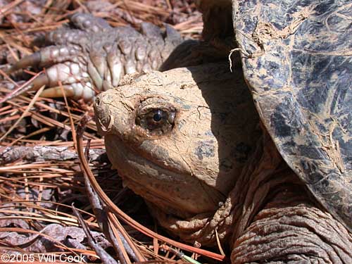 Snapping Turtle (Chelydra serpentina)